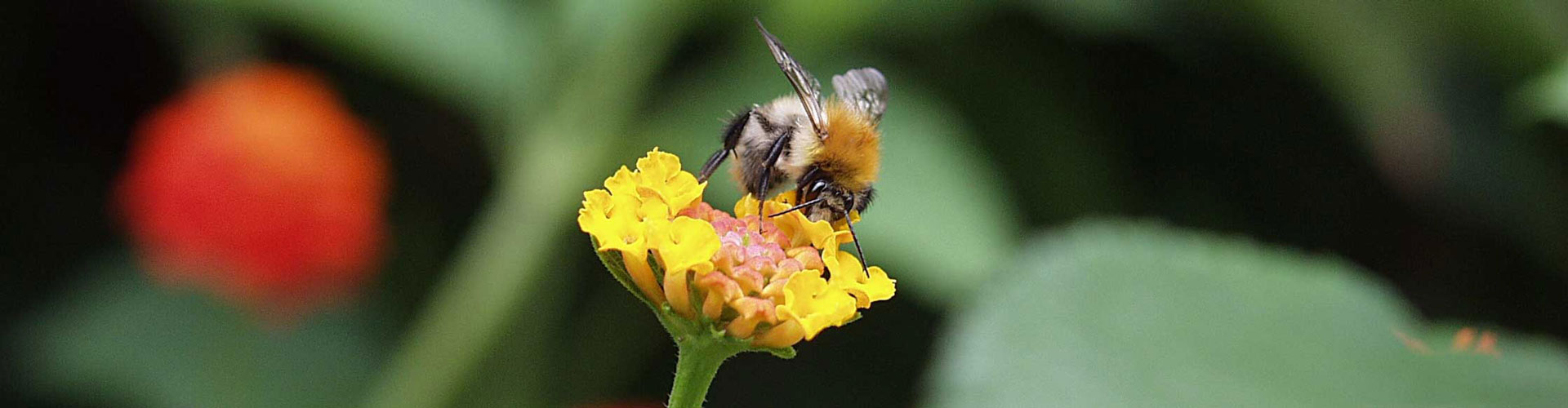 Hier finden Bienen noch Blüten